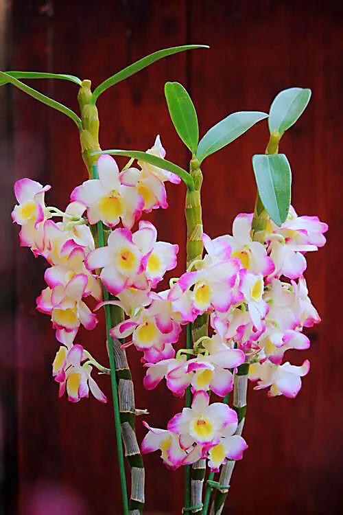 玫瑰石斛～茎悬垂，花姿优雅，玲珑可爱，花色鲜艳，气味芳香