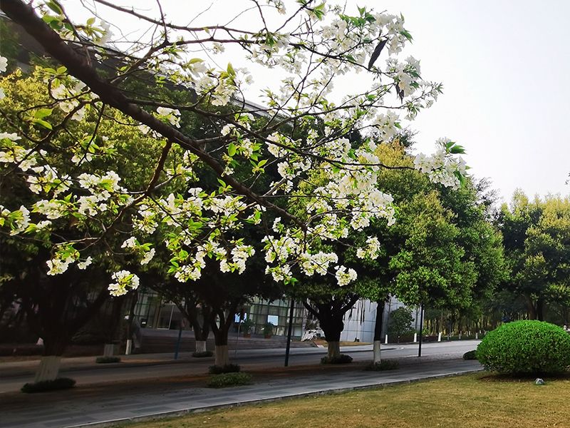 最新！教育部印发通知：重庆一高校3次上榜全国“重磅”名单！