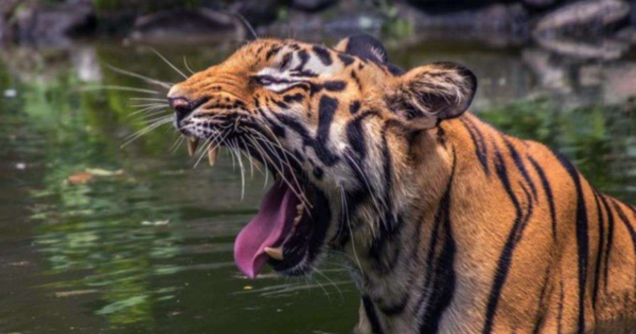 为何猫科动物的舌头上长满了倒刺,若被老虎舔一下真会掉层皮吗?