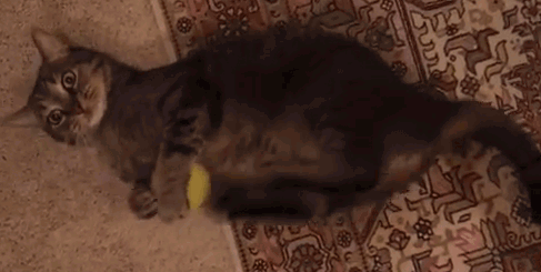 猫咪半夜蹦迪，如何友好地将TA请出卧室