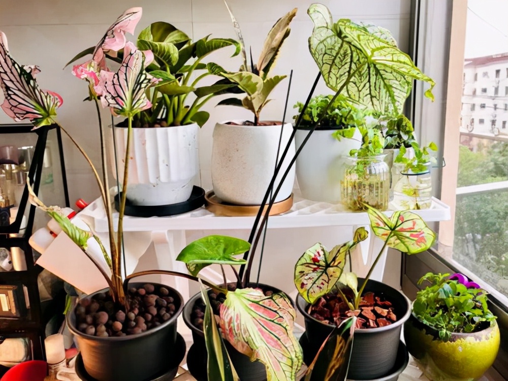 家里光照不足，建议养这10种“耐阴花”，有点散光就能长得很美