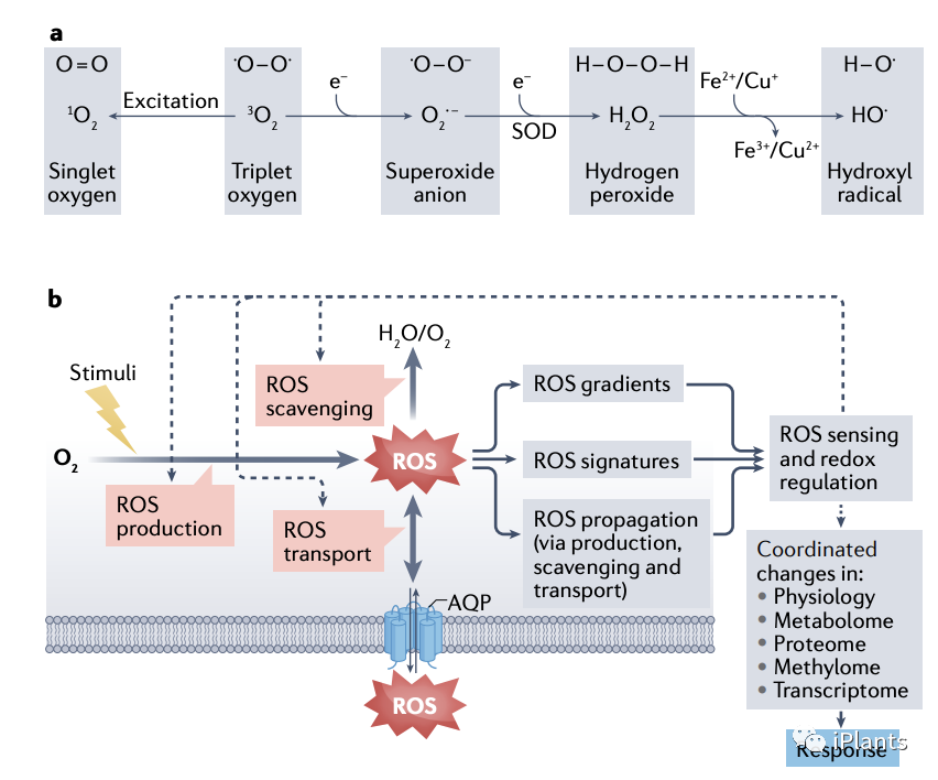 「NatureIF 113.9 」全面综述植物应激反应中 ROS 信号传导的研究进展