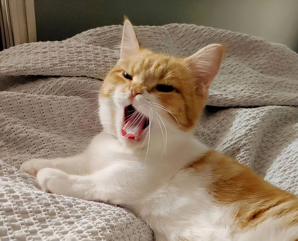 小猫咪一直叫个不停是怎么回事(猫咪乱叫)