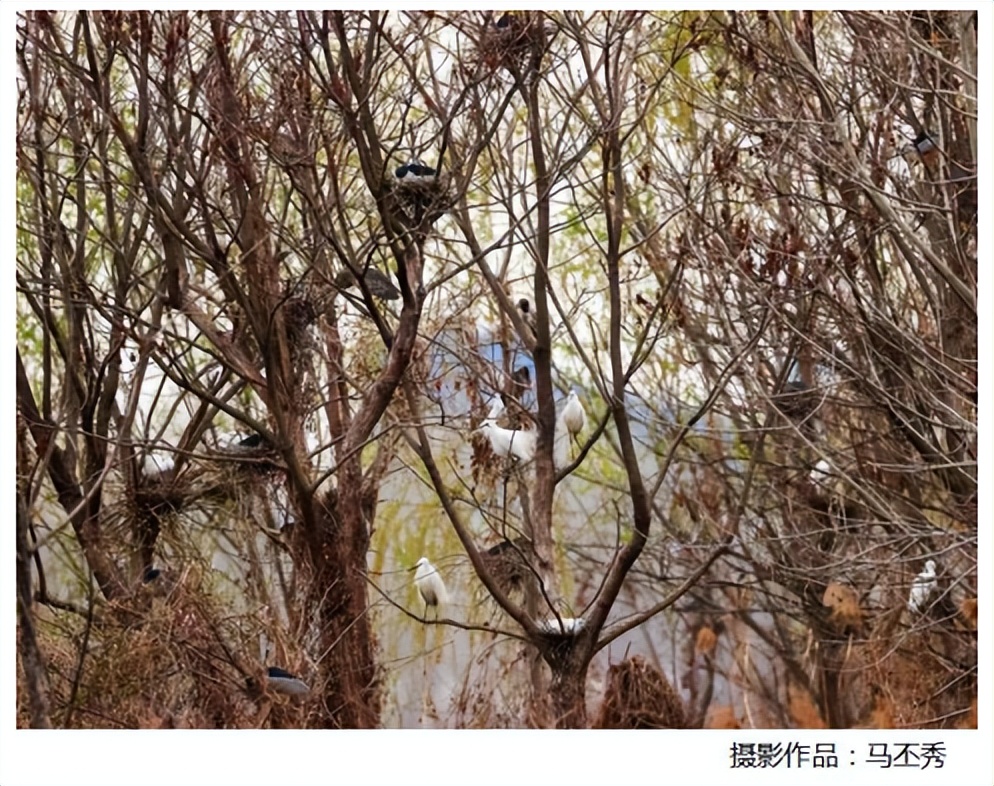 奋斗百年路 建功新时代——特别推荐 鸟的天堂 安国湿地鸟岛见闻