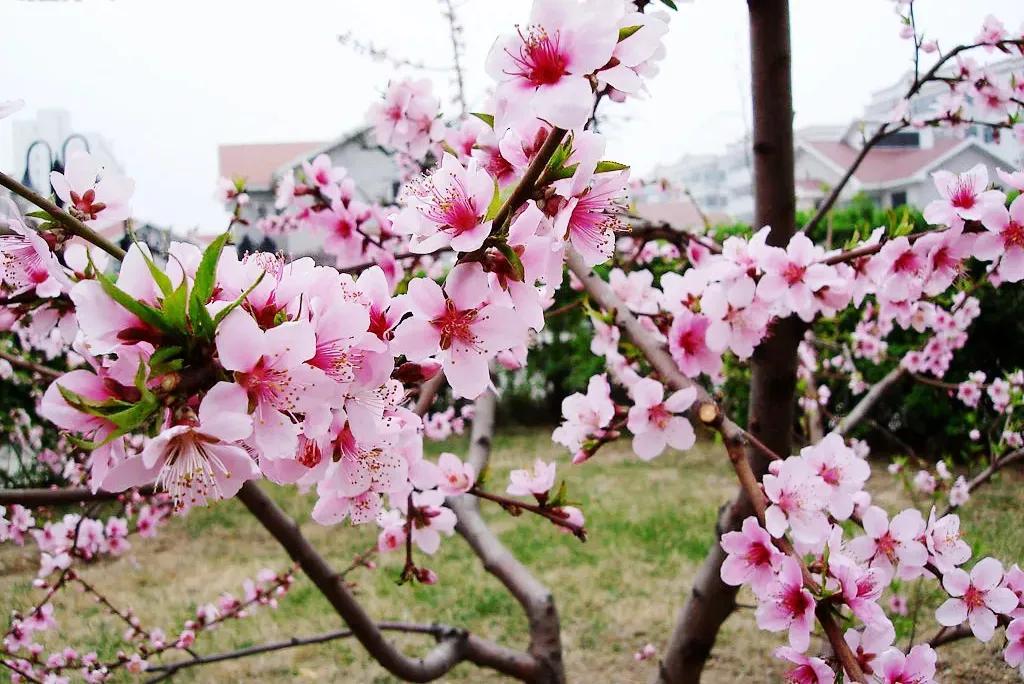 三月有哪些节日（三月哪些节日放假）-第4张图片-尚力财经