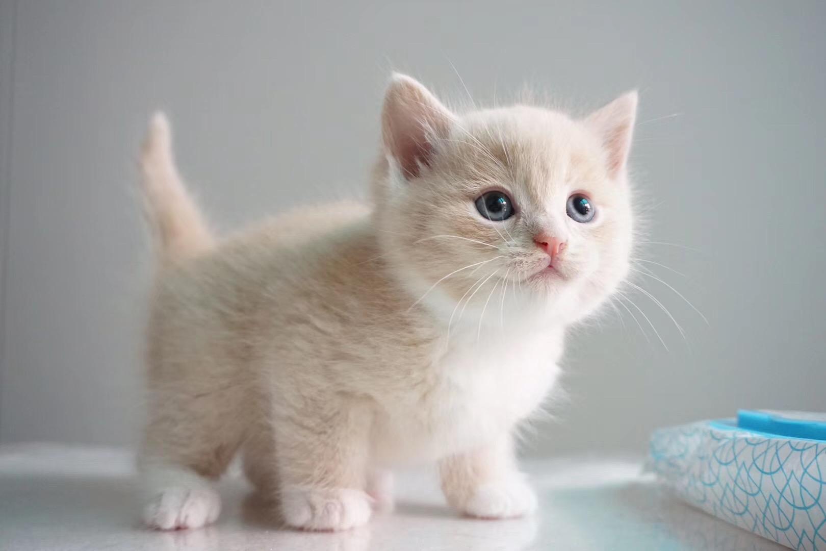 不纯(chun)的蓝猫有什么特(te)点（蓝猫不纯的几个(ge)特征）-大连信息网