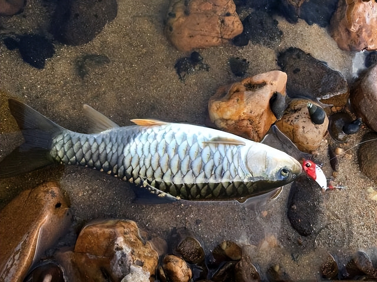 颜色发青,长得像棍子,人称"淡水鱼之王",连鱼鳞都是极品美味