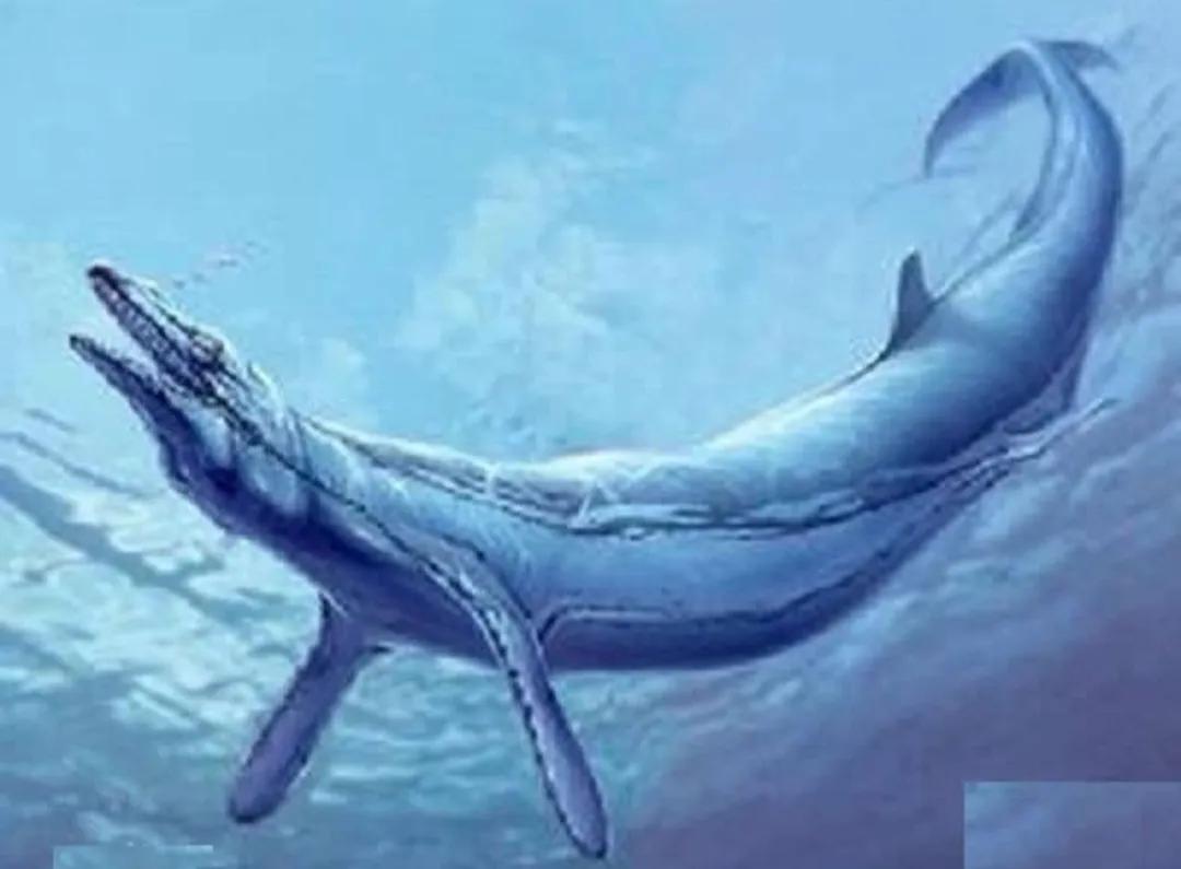 鲸类的演化
