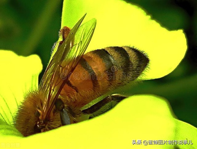 春色满园花盛开，群蜂恋蕊采蜜来