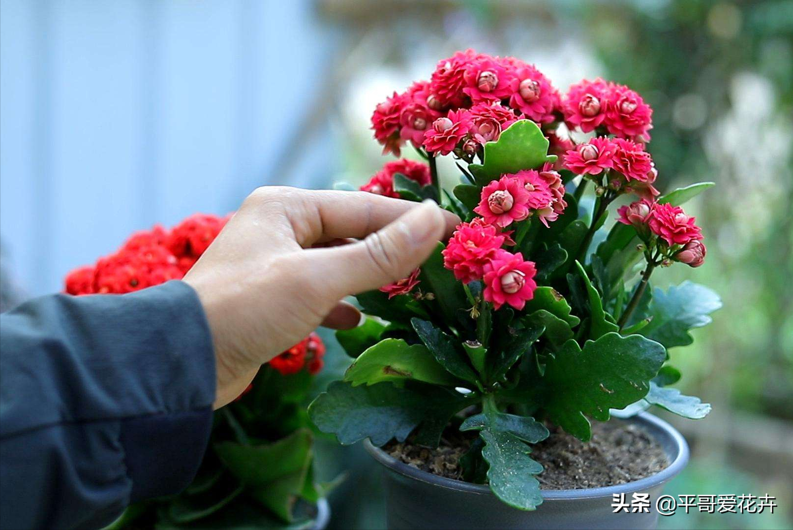 中国十大名贵中药材排行榜：灵芝、冬虫夏草、人参等珍贵药材价值解析