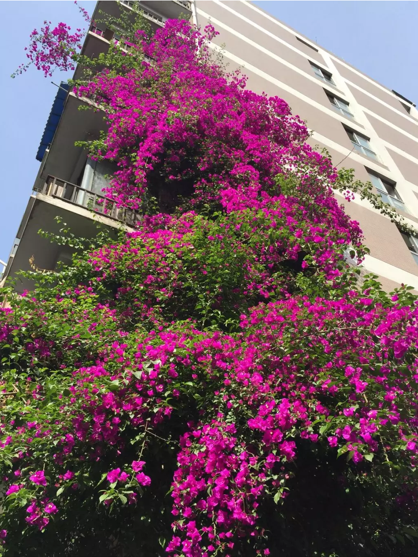 最好养的花卉有哪些（盘点五种最好养活的花卉）