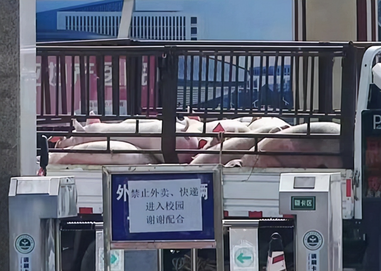 吉林一高校被封，校长为学生购买10多头活猪，评论区叫人笑不活了