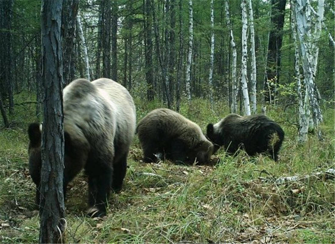 马熊祸事｜三江源牧羊的北京大学生，为何死于青海马熊之口？