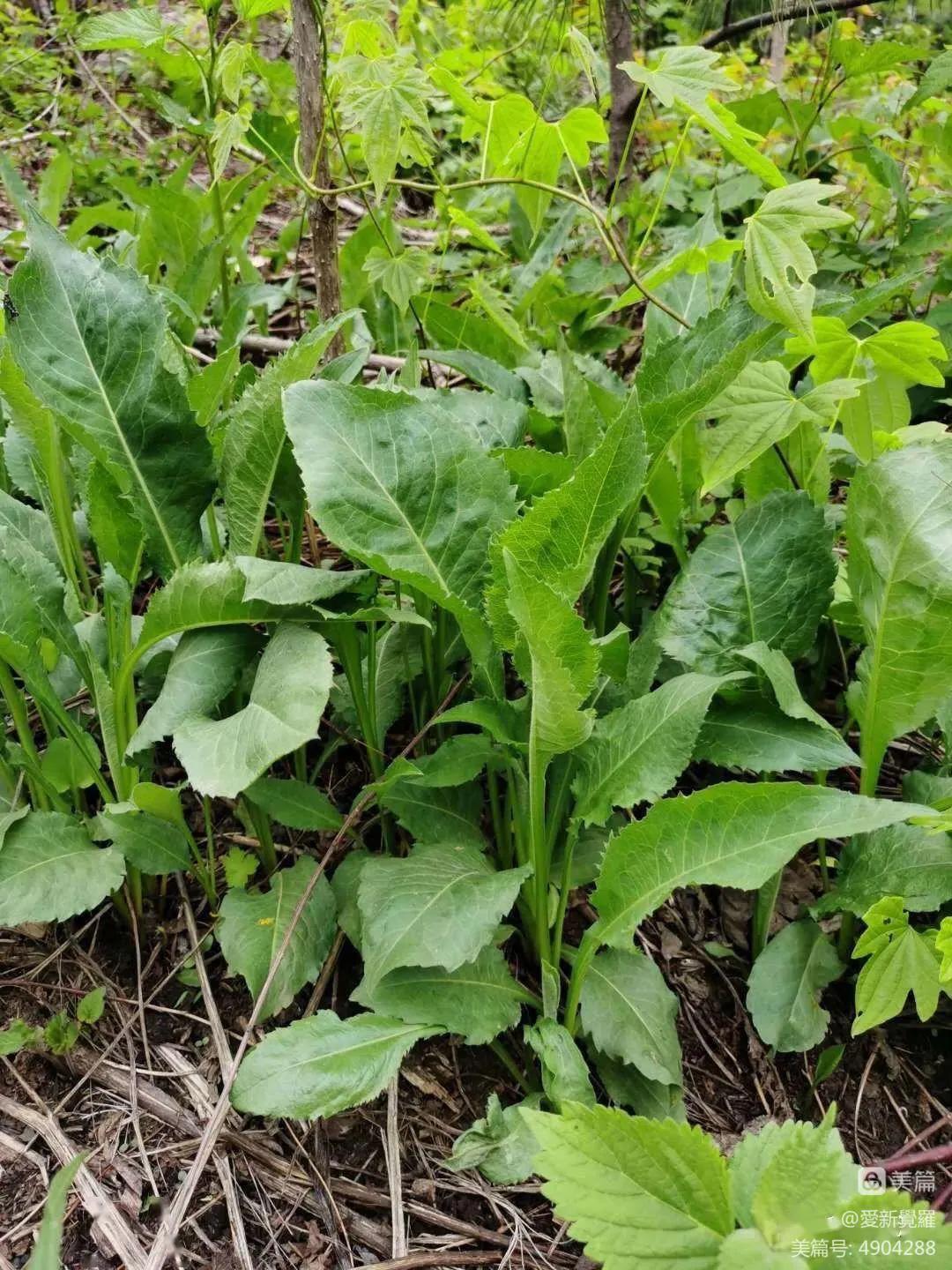 童年记事 那些年我们采过的山菜 网络知识