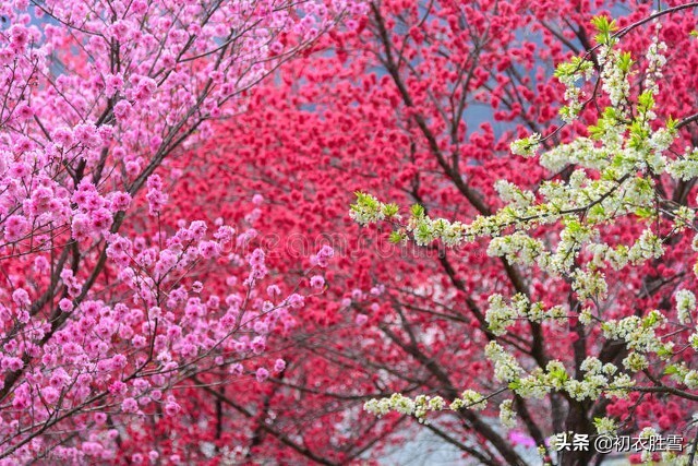 仲春花信之桃花美诗七首：路上桃花亦欢喜，恰是东风二月时