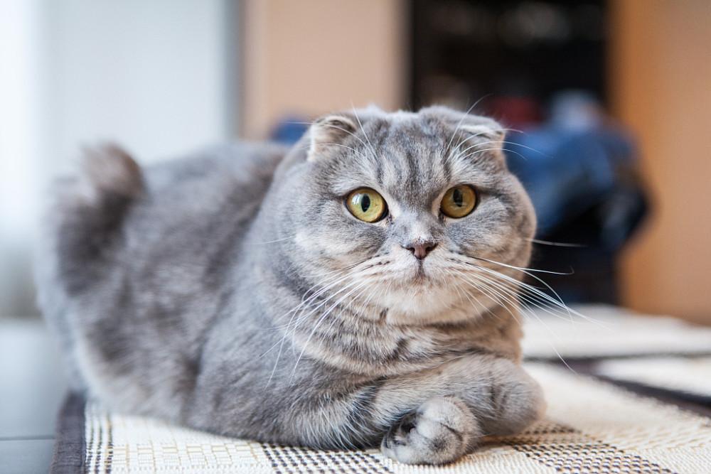 苏格兰折耳猫多少钱一只（苏格兰折耳猫多少钱一只黑色）-第3张图片-科灵网