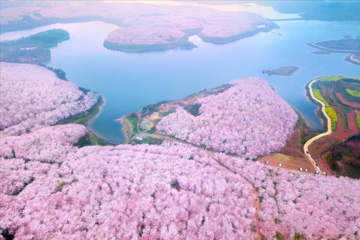 铜梁双山樱花基地图片