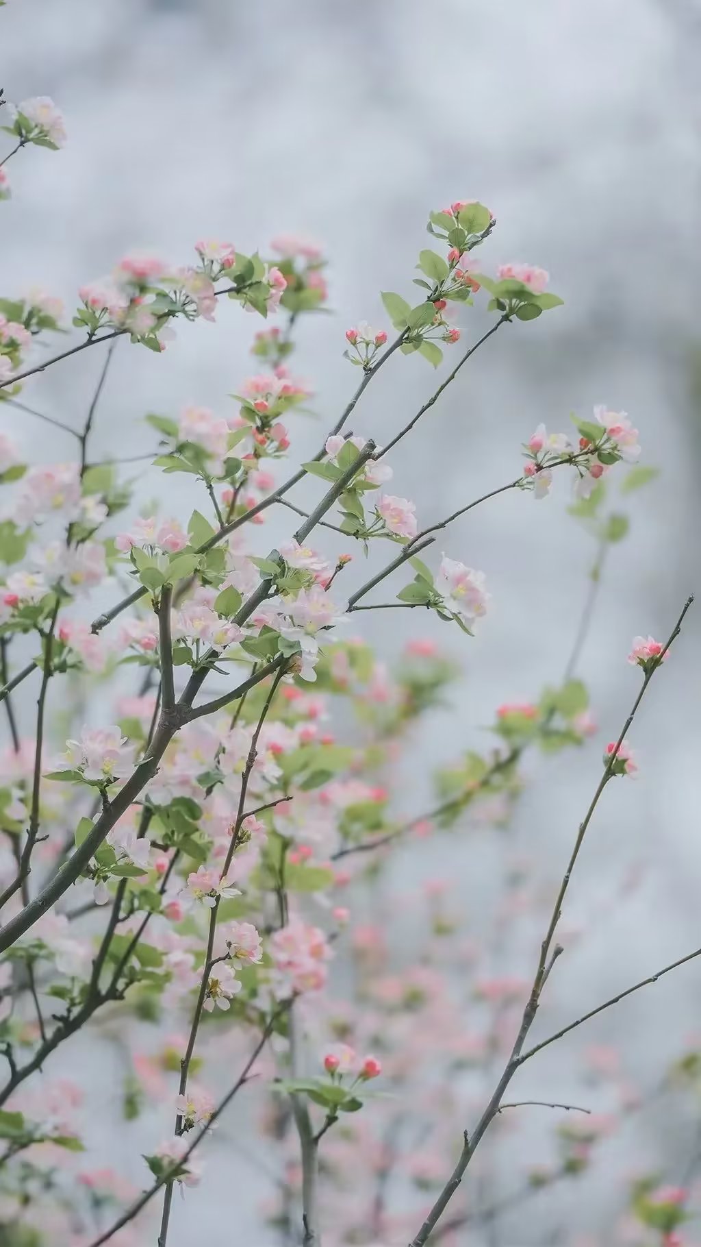 倚着春日时光,走在希望的路上,人间风情万种,淡淡心情里,我们优雅走过