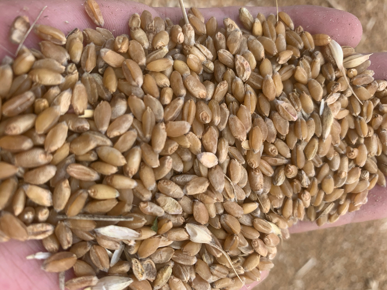 武威今日小麦价格是多少钱一斤，今日小麦价格最新消息
