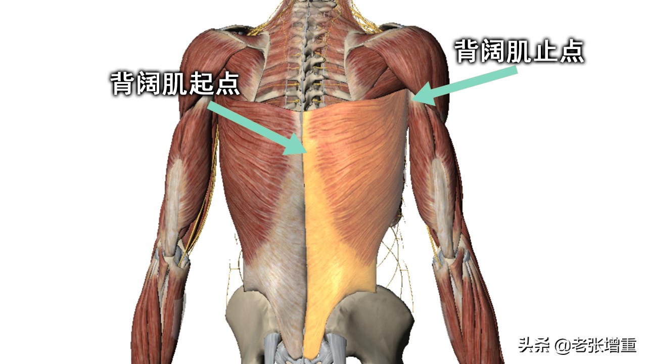 家庭健身器械体验—臂力器，我们一起来看看它能练到哪些肌肉？