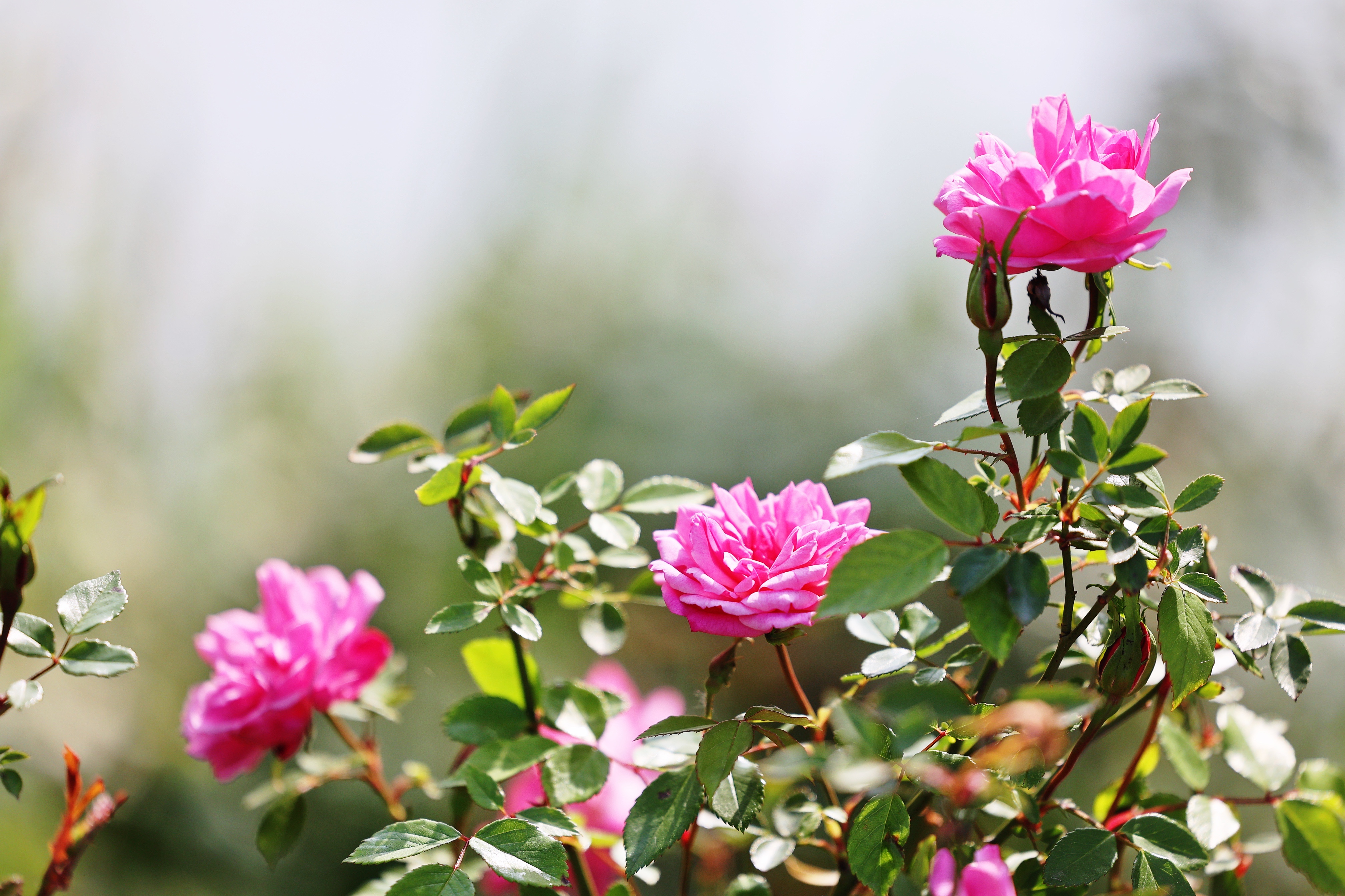 鹅湖水暖,玫瑰盛开;满树繁花间,又见虞美人