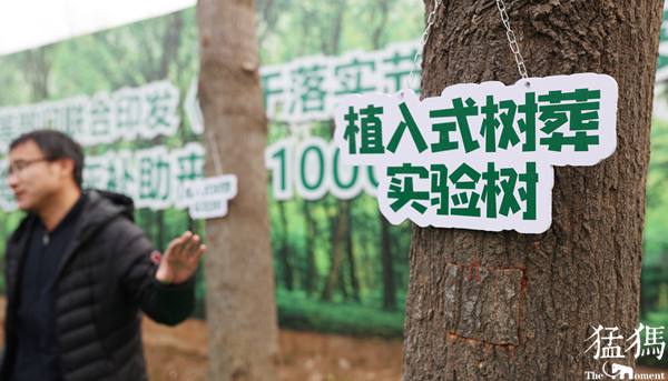 让生命之树常青！骨灰植入大树获新生，郑州开启“创新生态树葬”实验