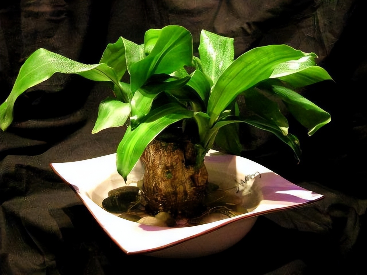 6种彩叶植物，养眼添姿彩！祛除异味有特效，好养还省心