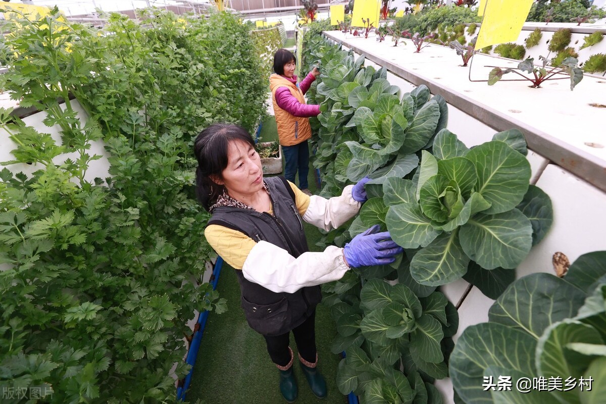 现代农业产业园，如何跑出2.0版？走好关键五步