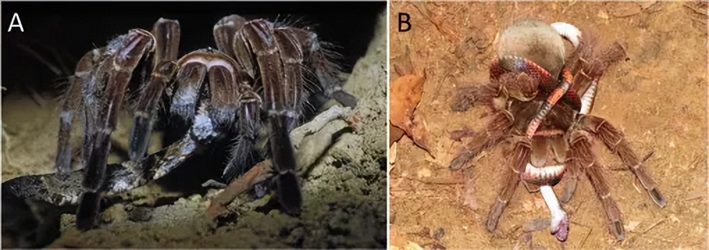 以毒攻毒 蛇居然會被蜘蛛吃掉 天天看點