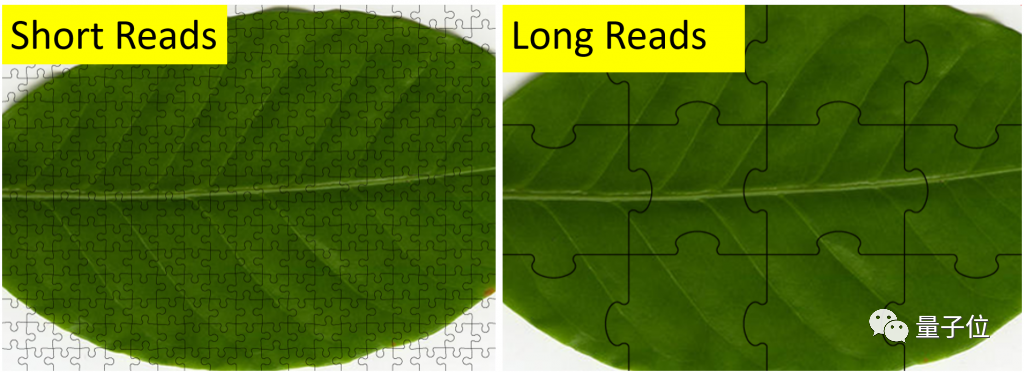 人类基因组最后一块拼图完成！Science罕见6篇连发