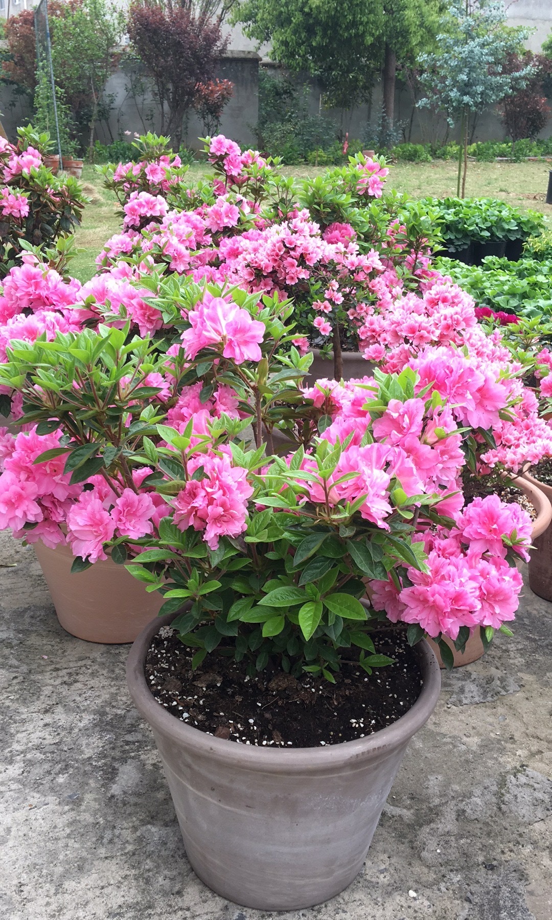 杜鹃花 的种类介绍  1高山杜鹃 高山杜鹃属于常绿灌木或小乔木,植株在