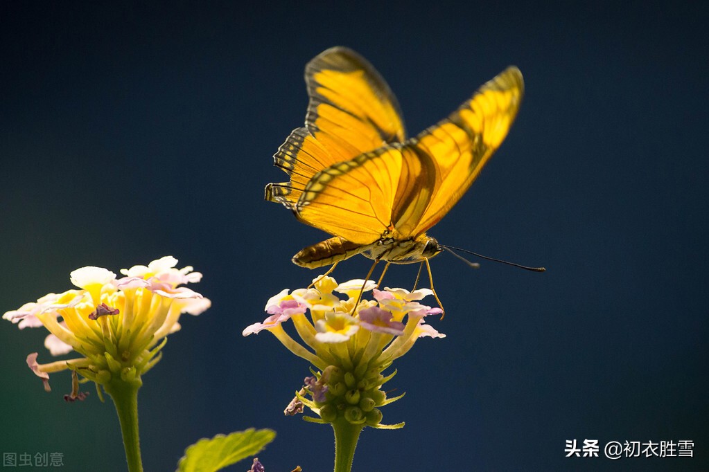 早冬可爱蝴蝶诗词五首：蝶知爱花为花出，谁家黄蝶过娟娟？