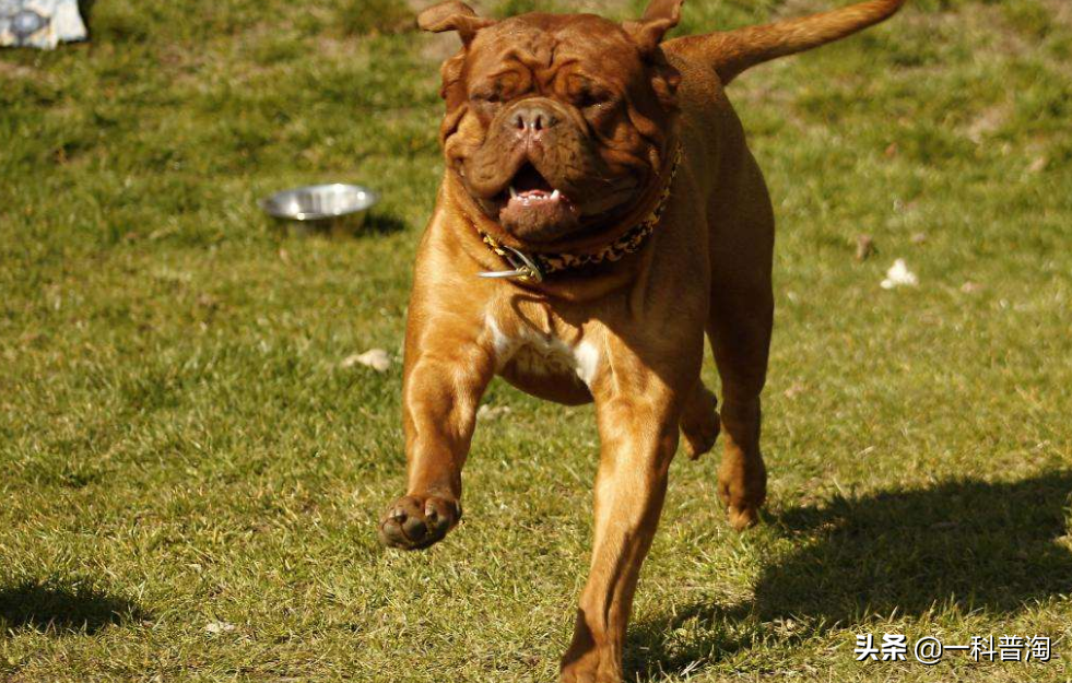 恶犬排名(世界上最凶猛的十大恶犬，日本土佐上榜，藏獒只能屈居第二)