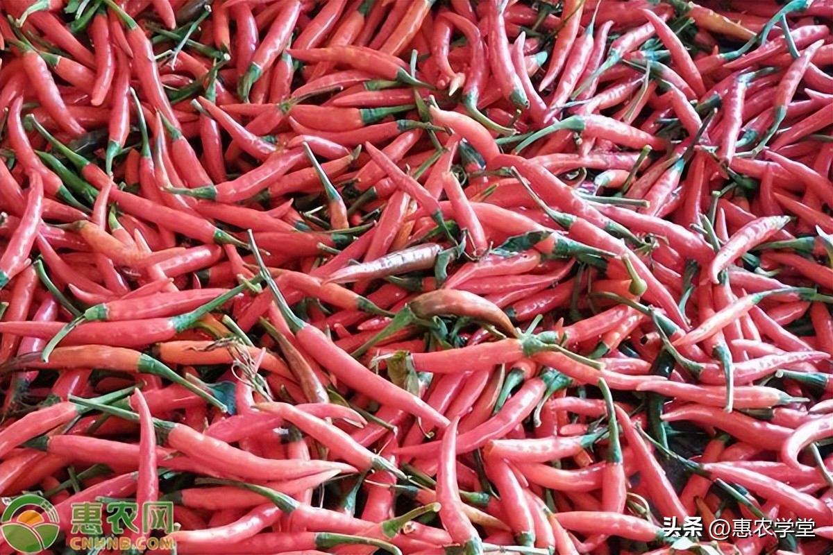今日辣椒价格多少钱一斤？同品种辣椒怎么分辨辣度？