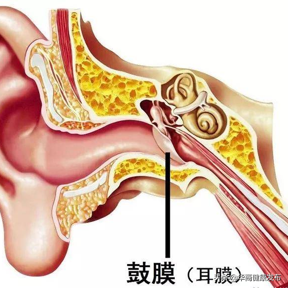 耳膜,就是醫生常說的鼓膜,位於耳朵眼最深處的一層薄膜.