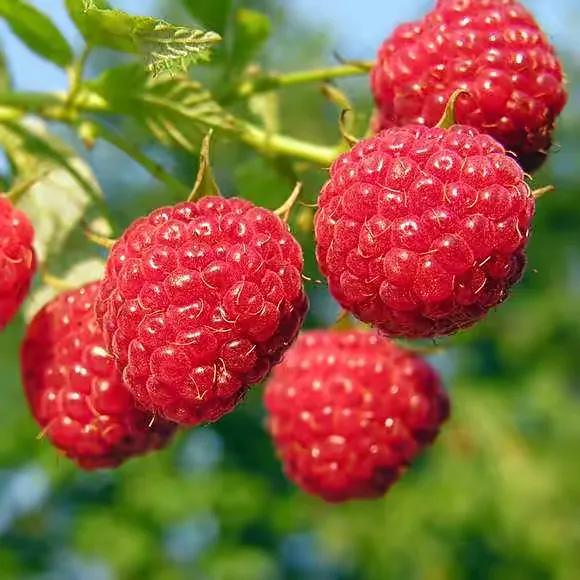 山莓与刺莓野生图片
