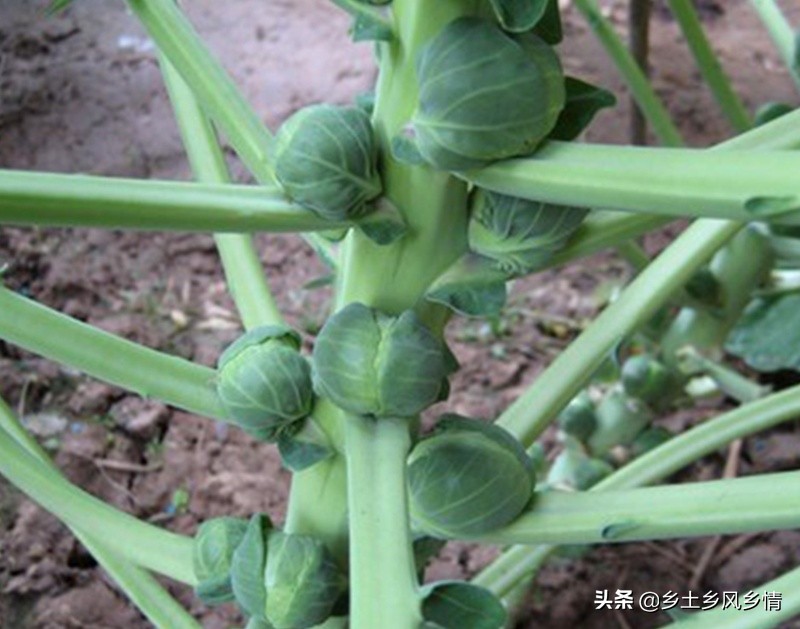 包菜种植技术和种植时间（包菜种植技术和种植时间视频）-第4张图片-华展网