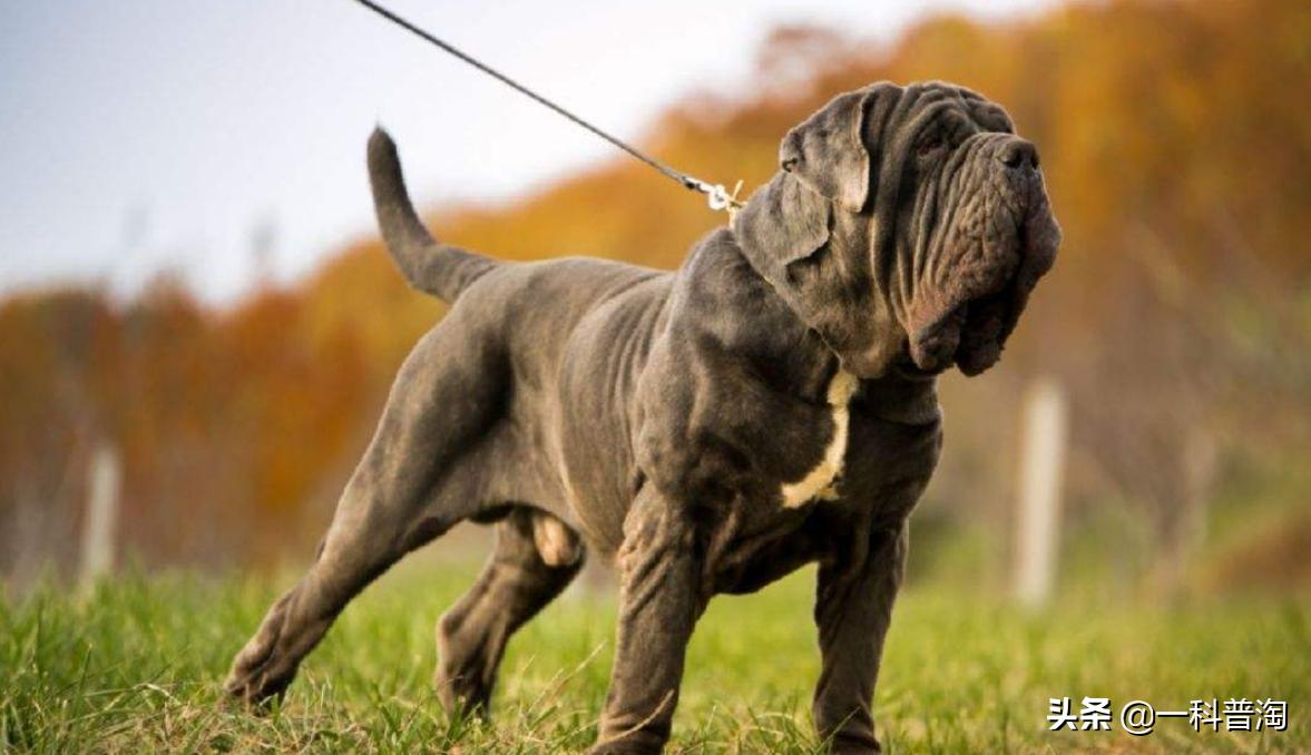 世界上最兇猛的十大惡犬,日本土佐上榜,藏獒只能屈居第二