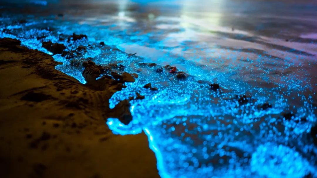 原本落幕的黑夜,却被梦幻的荧光蓝点点亮.