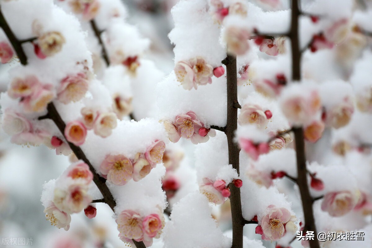 迎年雪梅明丽诗词七首：雪里开花白于雪，雪里梅花次第开