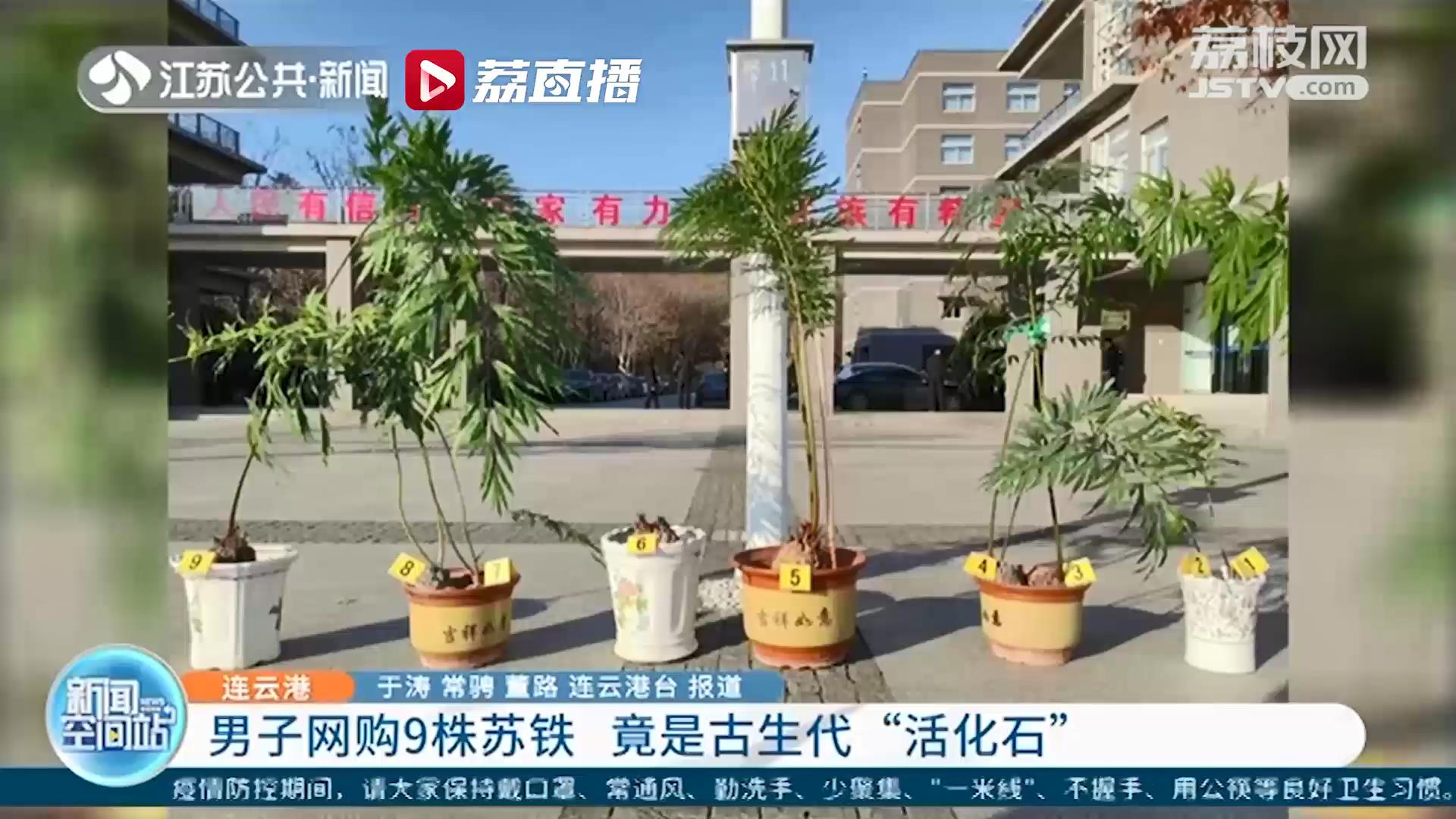 危害国家重点保护植物！网购9株被称为&ldquo;活化石&rdquo;的苏铁 连云港一男子被取保候审