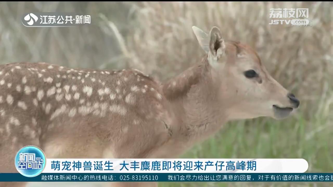 萌宠神兽诞生 大丰麋鹿即将迎来产仔高峰期