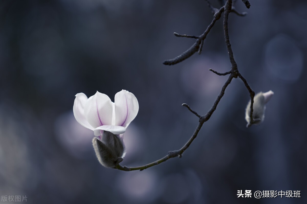 拍花的5個(gè)低級(jí)錯(cuò)誤，毀了這3張照片，講解玉蘭花攝影技巧