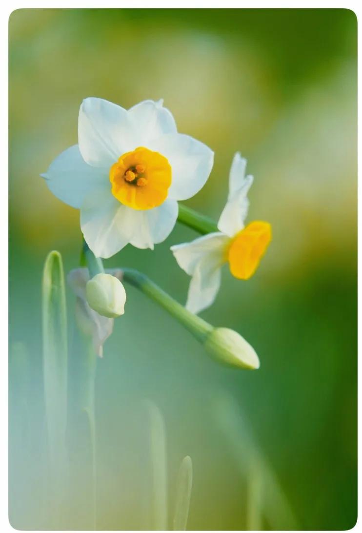 关于水仙花的散文有哪些3