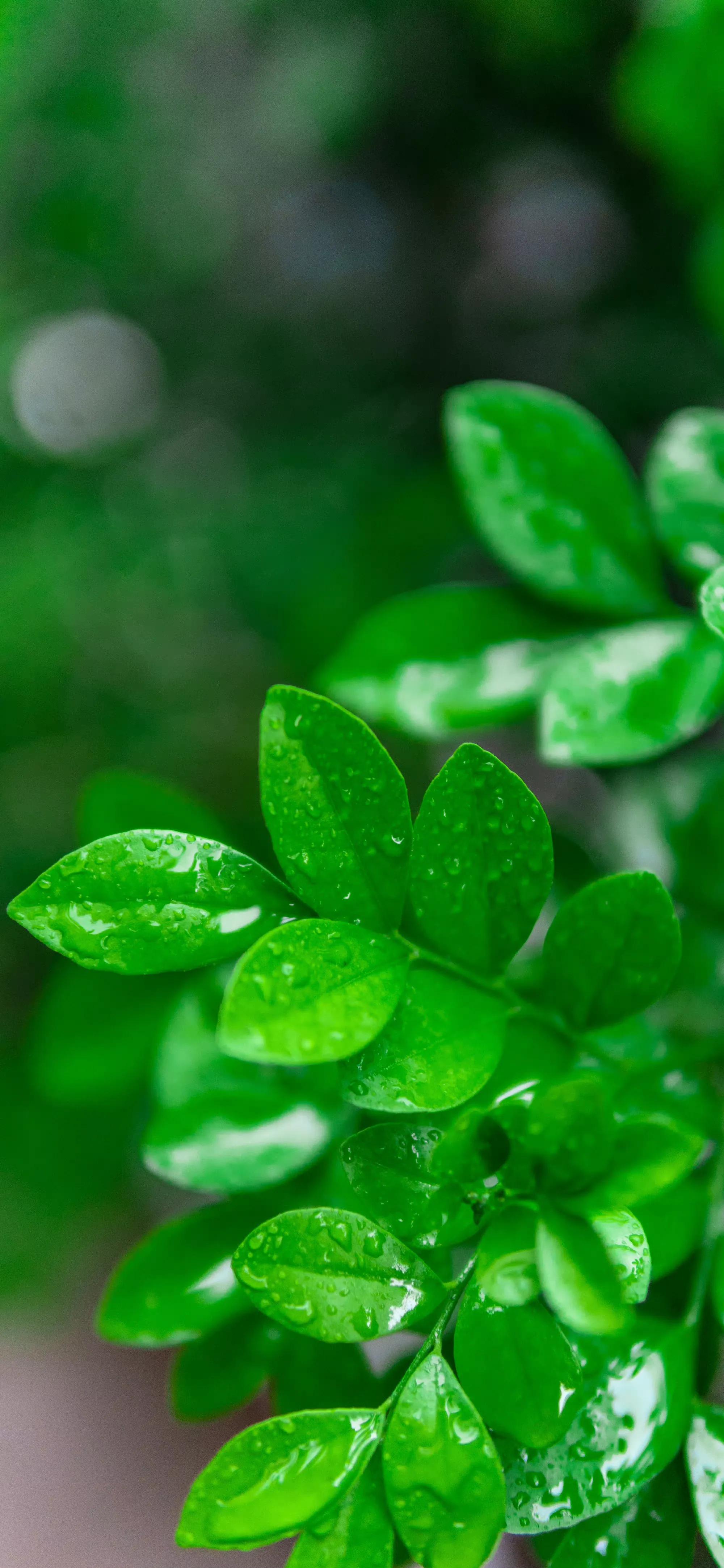 霜降的句子短句唯美一句话(励志句子带唯字的短句)