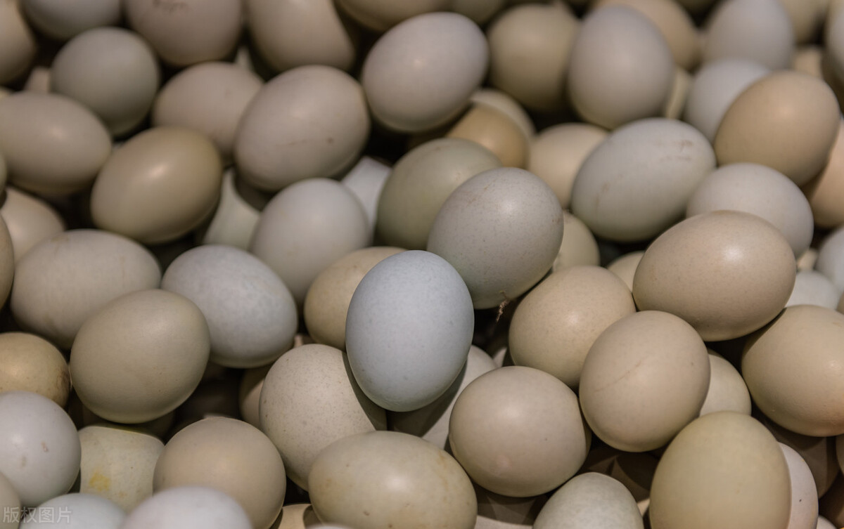 2023年02月21日鸡蛋及淘汰鸡价格一览表