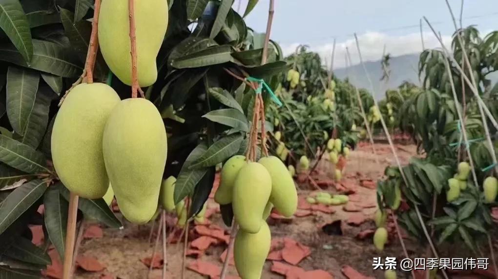 海南金煌芒