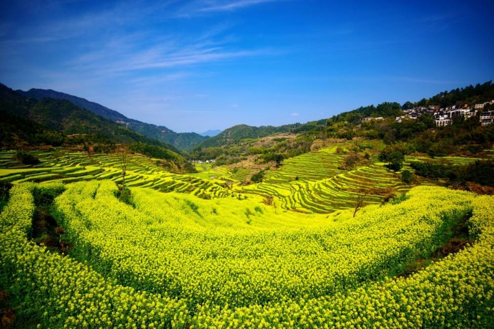 油菜花的习性（知识科普油菜花的生活习性）