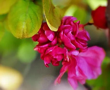 冬红海棠花的图片（冬红海棠花养殖方法分享）