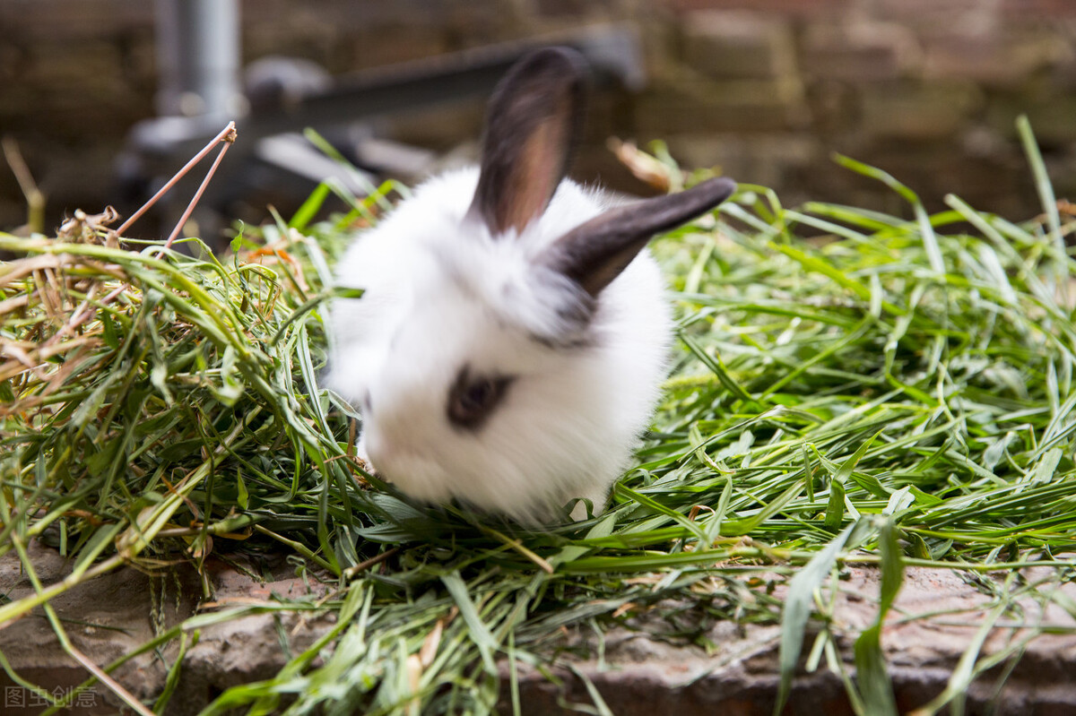 养兔须知：兔子化毛膏能治皮炎吗